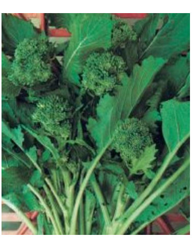 CIMA DI RAPA 60GG. KG.1 Miglior Prezzo